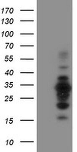 Invitrogen MIF4GD Monoclonal Antibody (OTI4C11) 100 &mu;L; Unconjugated:Antibodies,