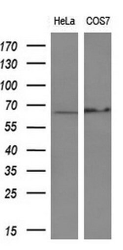 Invitrogen PDLIM5 Monoclonal Antibody (OTI1A11) 100 &mu;L; Unconjugated:Antibodies,