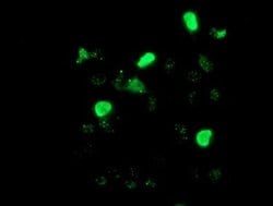 Invitrogen LIM1 Monoclonal Antibody (OTI2D5) 100 &mu;L; Unconjugated:Antibodies,