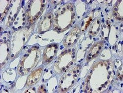Invitrogen LIM1 Monoclonal Antibody (OTI2D5) 100 &mu;L; Unconjugated:Antibodies,
