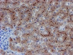 Invitrogen LIM1 Monoclonal Antibody (OTI2D5) 100 &mu;L; Unconjugated:Antibodies,