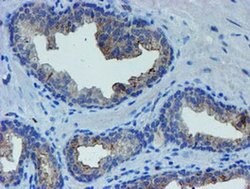 Invitrogen LIM1 Monoclonal Antibody (OTI2D5) 100 &mu;L; Unconjugated:Antibodies,