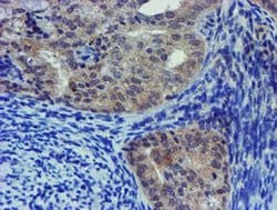 Invitrogen LIM1 Monoclonal Antibody (OTI2D5) 100 &mu;L; Unconjugated:Antibodies,