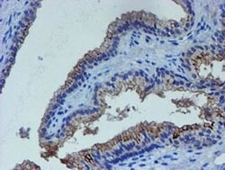 Invitrogen LIM1 Monoclonal Antibody (OTI2D5) 100 &mu;L; Unconjugated:Antibodies,