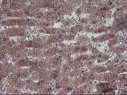 Invitrogen LIM1 Monoclonal Antibody (OTI2D3) 100 &mu;L; Unconjugated:Antibodies,