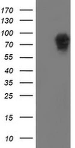 Invitrogen LRRC50 Monoclonal Antibody (OTI2C4) 100 &mu;L; Unconjugated:Antibodies,