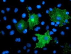 Invitrogen TMEFF2 Monoclonal Antibody (OTI1E1) 100 &mu;L; Unconjugated:Antibodies,
