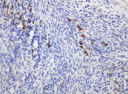 Invitrogen Ribophorin II Monoclonal Antibody (OTI1G9) 100 &mu;L; Unconjugated:Antibodies,