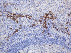 Invitrogen Ribophorin II Monoclonal Antibody (OTI1G9) 100 &mu;L; Unconjugated:Antibodies,