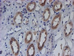 Invitrogen SPATC1L Monoclonal Antibody (OTI1H6) 100 &mu;L; Unconjugated:Antibodies,