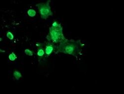 Invitrogen&trade;&nbsp;RYBP Monoclonal Antibody (OTI1B2)