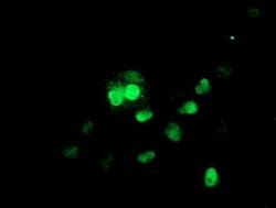 Invitrogen UBE2E3 Monoclonal Antibody (OTI4B4) 100 &mu;L; Unconjugated:Antibodies,