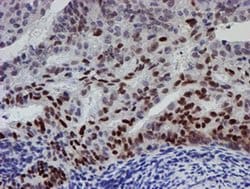 Invitrogen UBE2E3 Monoclonal Antibody (OTI4B4) 100 &mu;L; Unconjugated:Antibodies,
