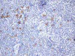 Invitrogen SRPRB Monoclonal Antibody (OTI2B9) 100 &mu;L; Unconjugated:Antibodies,