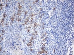 Invitrogen SRPRB Monoclonal Antibody (OTI2B9) 100 &mu;L; Unconjugated:Antibodies,