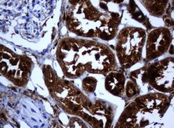 Invitrogen SELENBP1 Monoclonal Antibody (OTI3A3) 100 &mu;L; Unconjugated:Antibodies,