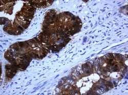 Invitrogen SELENBP1 Monoclonal Antibody (OTI3A3) 100 &mu;L; Unconjugated:Antibodies,