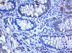 Invitrogen SELENBP1 Monoclonal Antibody (OTI3A3) 100 &mu;L; Unconjugated:Antibodies,