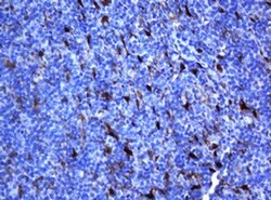Invitrogen SELENBP1 Monoclonal Antibody (OTI3A3) 100 &mu;L; Unconjugated:Antibodies,