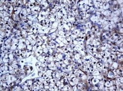 Invitrogen SELENBP1 Monoclonal Antibody (OTI3A3) 100 &mu;L; Unconjugated:Antibodies,