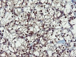 Invitrogen PPAT Monoclonal Antibody (OTI1B11) 100 &mu;L; Unconjugated:Antibodies,
