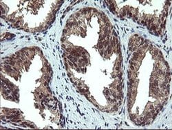 Invitrogen PPAT Monoclonal Antibody (OTI1B11) 100 &mu;L; Unconjugated:Antibodies,
