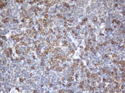 Invitrogen SRPRB Monoclonal Antibody (OTI3E6) 100 &mu;L; Unconjugated:Antibodies,