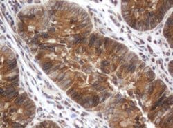 Invitrogen SRPRB Monoclonal Antibody (OTI3E6) 100 &mu;L; Unconjugated:Antibodies,