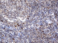 Invitrogen SRPRB Monoclonal Antibody (OTI3E6) 100 &mu;L; Unconjugated:Antibodies,