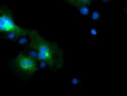 Invitrogen FXYD3 Monoclonal Antibody (OTI1E8) 100 &mu;L; Unconjugated:Antibodies,