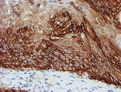 Invitrogen FXYD3 Monoclonal Antibody (OTI1E8) 100 &mu;L; Unconjugated:Antibodies,