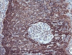 Invitrogen FXYD3 Monoclonal Antibody (OTI1E8) 100 &mu;L; Unconjugated:Antibodies,
