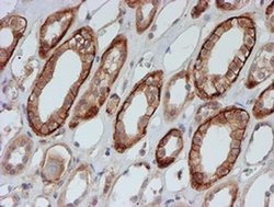 Invitrogen FXYD3 Monoclonal Antibody (OTI1E8) 100 &mu;L; Unconjugated:Antibodies,
