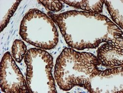 Invitrogen FXYD3 Monoclonal Antibody (OTI1E8) 100 &mu;L; Unconjugated:Antibodies,