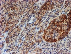 Invitrogen FXYD3 Monoclonal Antibody (OTI1E8) 100 &mu;L; Unconjugated:Antibodies,