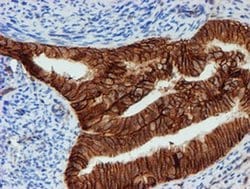 Invitrogen FXYD3 Monoclonal Antibody (OTI1E8) 100 &mu;L; Unconjugated:Antibodies,