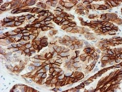 Invitrogen FXYD3 Monoclonal Antibody (OTI1E8) 100 &mu;L; Unconjugated:Antibodies,