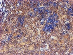 Invitrogen FXYD3 Monoclonal Antibody (OTI1E8) 100 &mu;L; Unconjugated:Antibodies,
