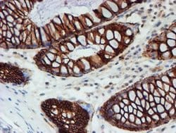 Invitrogen FXYD3 Monoclonal Antibody (OTI1E8) 100 &mu;L; Unconjugated:Antibodies,