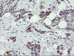 Invitrogen TDO2 Monoclonal Antibody (OTI4G2) 100 &mu;L; Unconjugated:Antibodies,