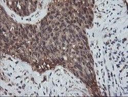 Invitrogen RFPL3 Monoclonal Antibody (OTI2G4) 100 &mu;L; Unconjugated:Antibodies,