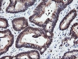 Invitrogen RFPL3 Monoclonal Antibody (OTI2G4) 100 &mu;L; Unconjugated:Antibodies,
