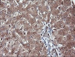 Invitrogen RFPL3 Monoclonal Antibody (OTI2G4) 100 &mu;L; Unconjugated:Antibodies,