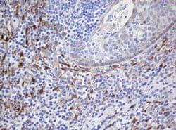 Invitrogen SELENBP1 Monoclonal Antibody (OTI3C6) 100 &mu;L; Unconjugated:Antibodies,