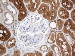 Invitrogen SELENBP1 Monoclonal Antibody (OTI3C6) 100 &mu;L; Unconjugated:Antibodies,