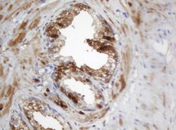 Invitrogen SELENBP1 Monoclonal Antibody (OTI3C6) 100 &mu;L; Unconjugated:Antibodies,