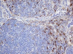 Invitrogen SELENBP1 Monoclonal Antibody (OTI3C6) 100 &mu;L; Unconjugated:Antibodies,