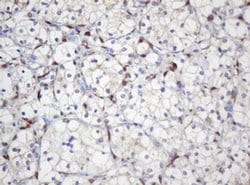 Invitrogen SELENBP1 Monoclonal Antibody (OTI3C6) 100 &mu;L; Unconjugated:Antibodies,