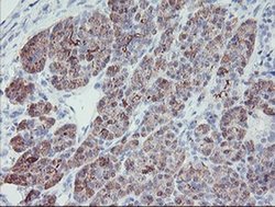 Invitrogen PPIL6 Monoclonal Antibody (OTI3F4) 100 &mu;L; Unconjugated:Antibodies,