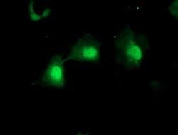 Invitrogen MPI Monoclonal Antibody (OTI1C7) 100 &mu;L; Unconjugated:Antibodies,